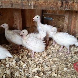 How Not To Raise Turkeys Image